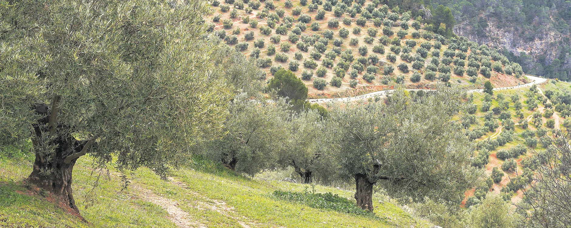Los Mejores Aceites de Oliva del Mundo: Un Viaje a Través de los Terroirs de Excepción