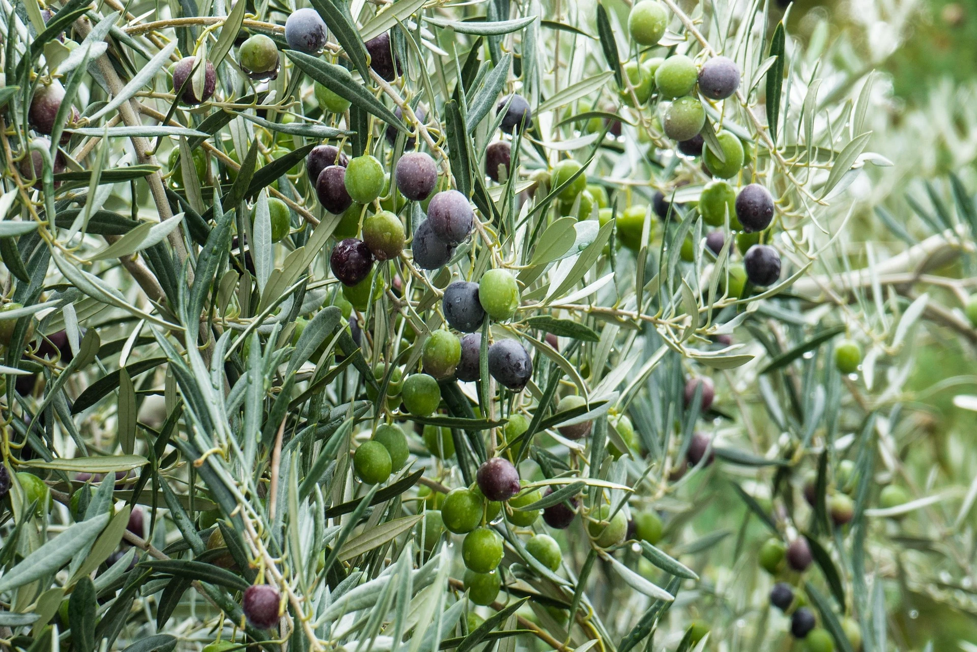 Comprar aceite de oliva extra virgen: un gesto de cultura y buen gusto